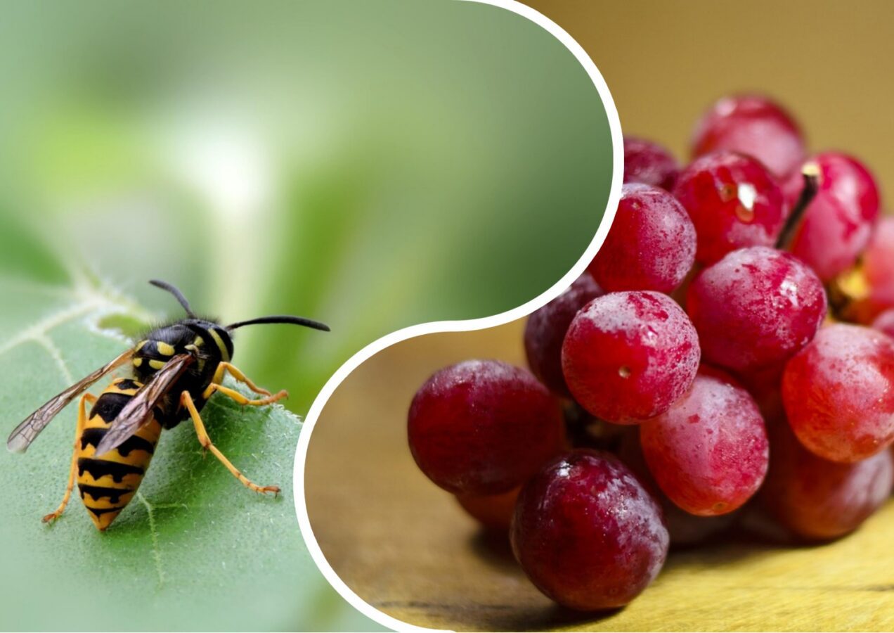 Як позбутись від ос на винограді