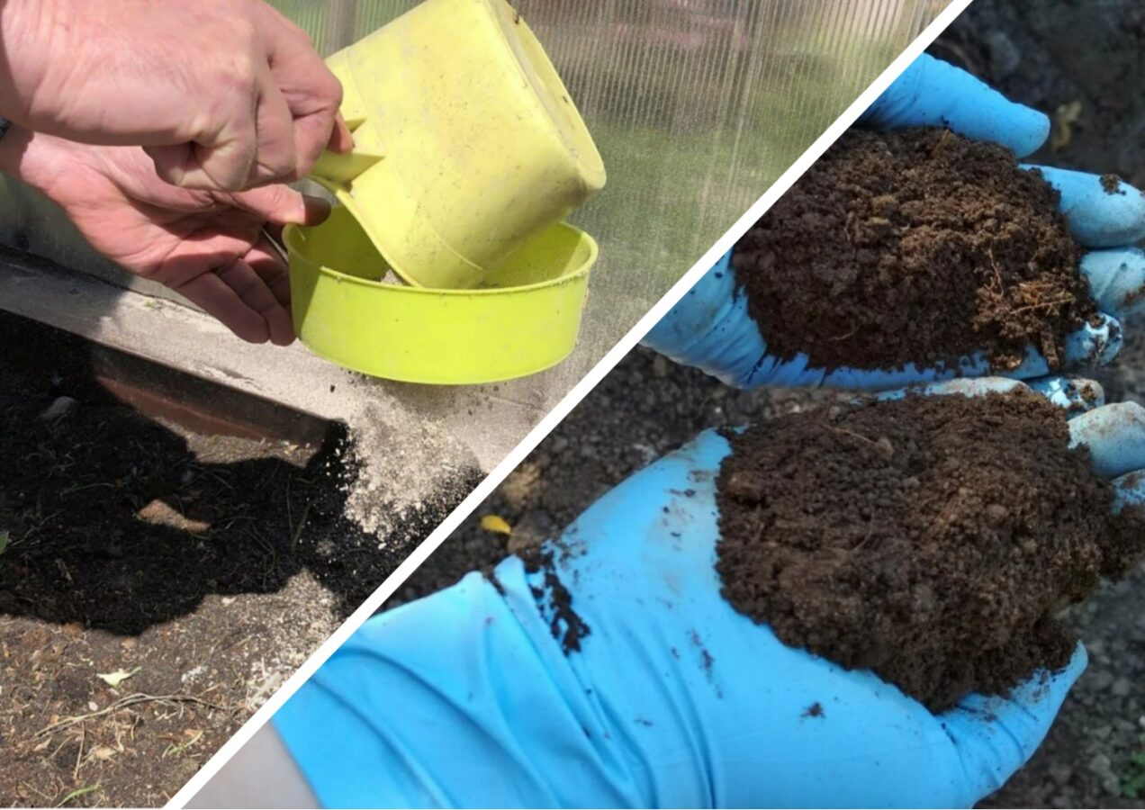 Яким рослинам підходить і не підходить зола