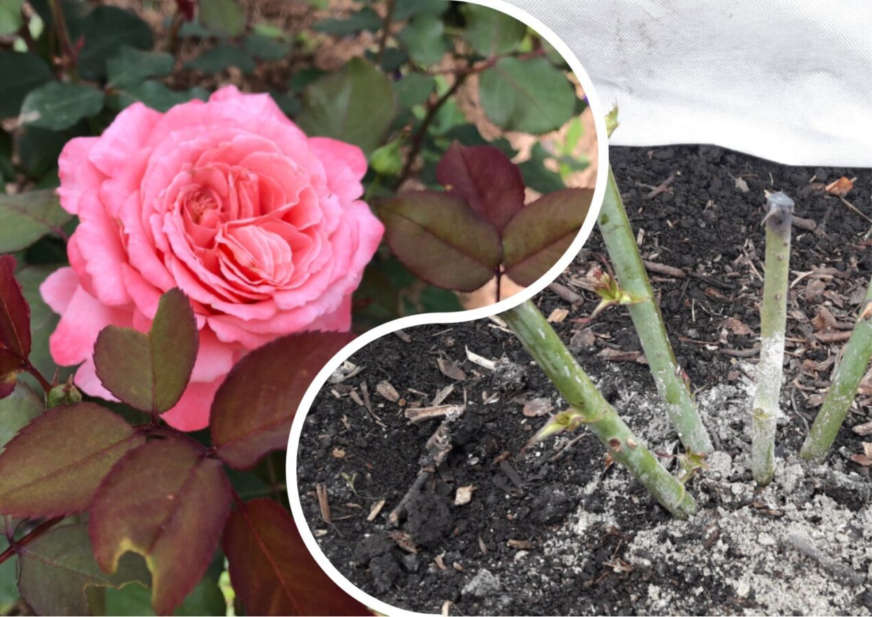 Як підготувати садові троянди до зимівлі