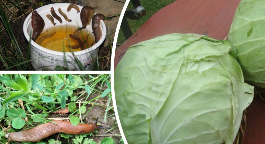 Зробила для слимаків непереборний бар’єр: “пастка” з 2 компонентів – і капуста ціла до кінця сезону 