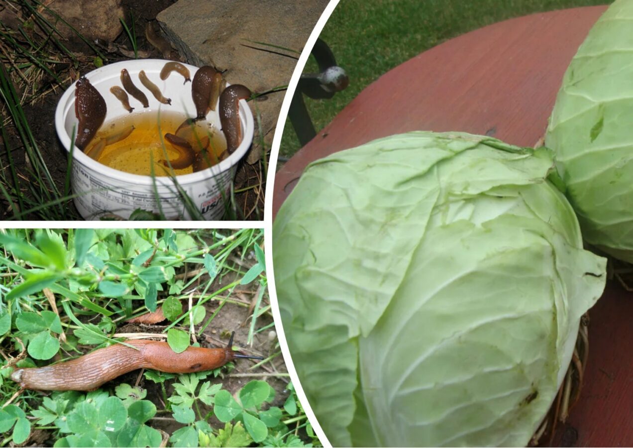Як захистити грядку від слимаків