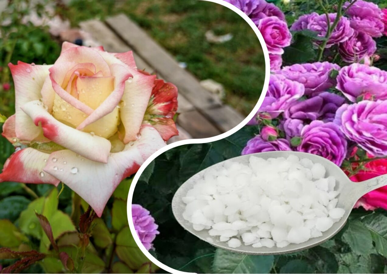 Садівники розповіли про осіннє підживлення троянд