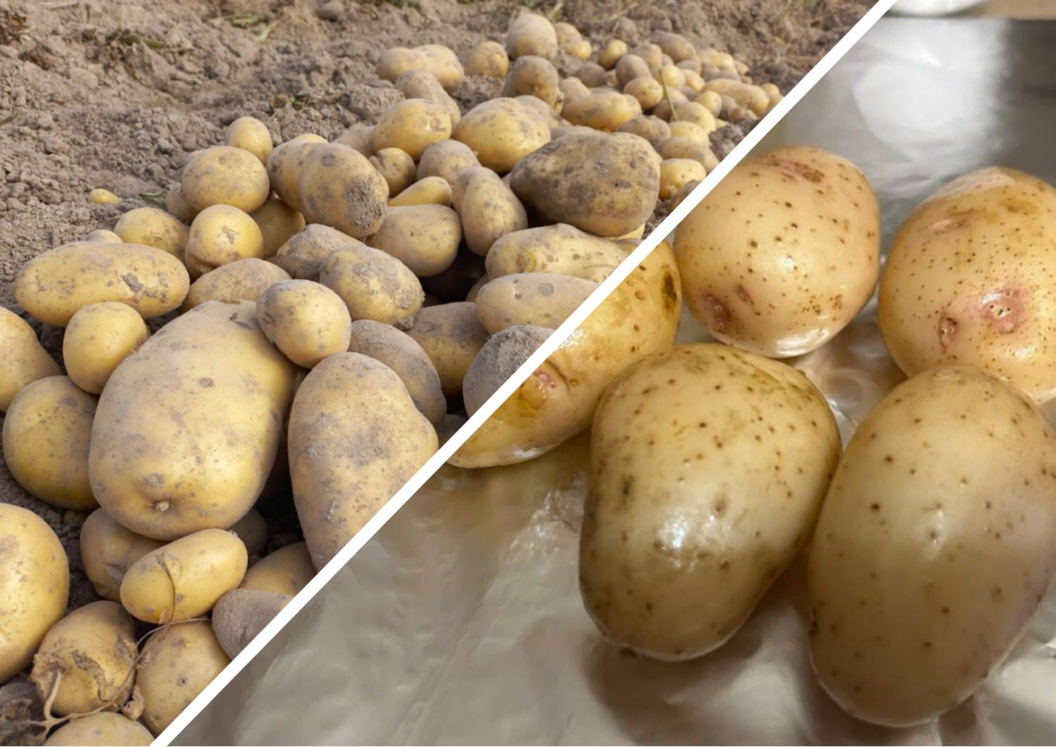 Як зберігати молоду картоплю довго