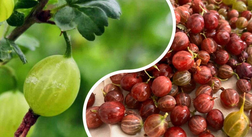 Щоб аґрус не вимерзав узимку, в серпні-вересні завжди роблю 2 обов’язкові дії – весною кущі оживають 