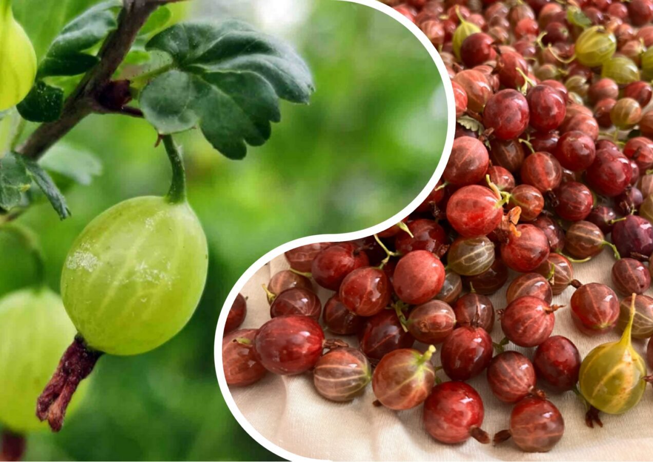 Як підготувати аґрус до зимівлі