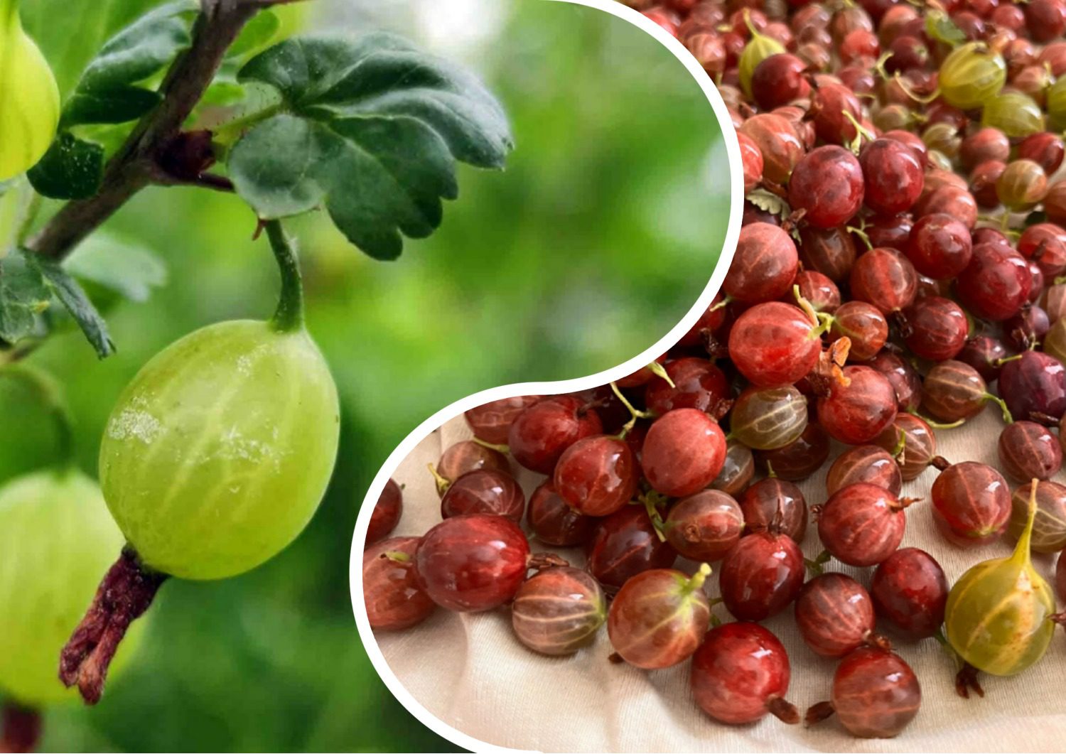 Як підготувати аґрус до зимівлі