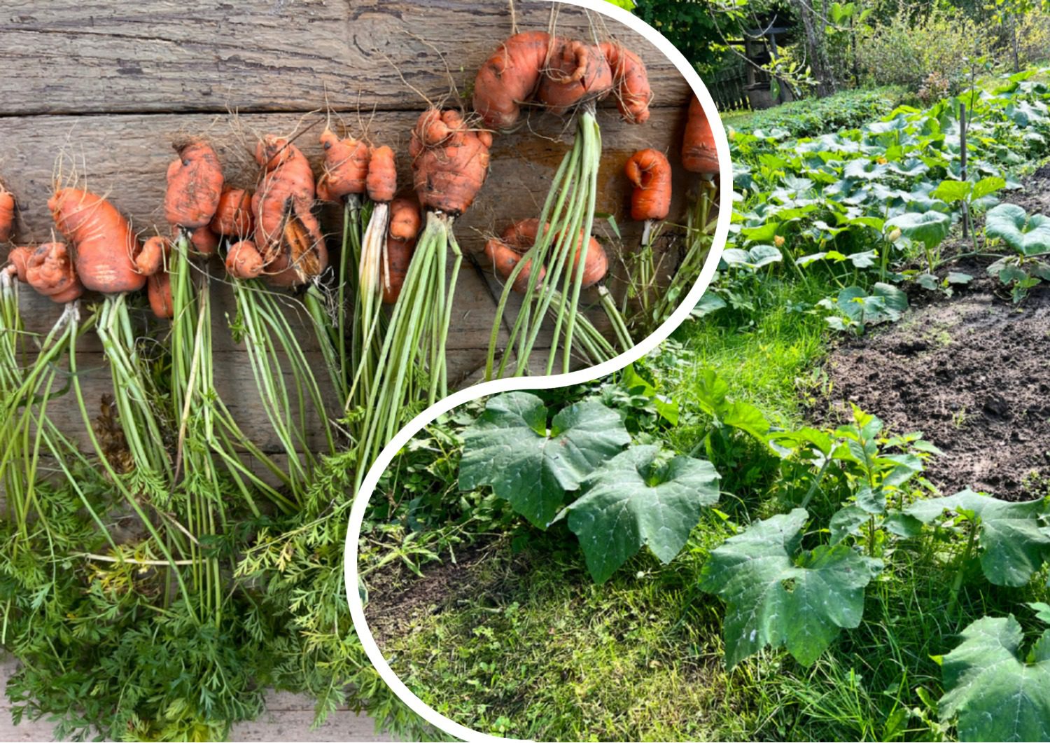 Які сорти моркви розчаровують поганою врожайністю