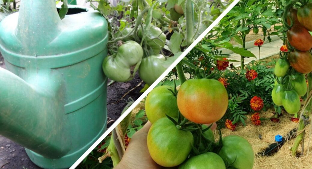 Я довго тримала це в секреті, але так вже й бути, поділюсь: 6 томатних хитрощів моєї родини, які працюють 