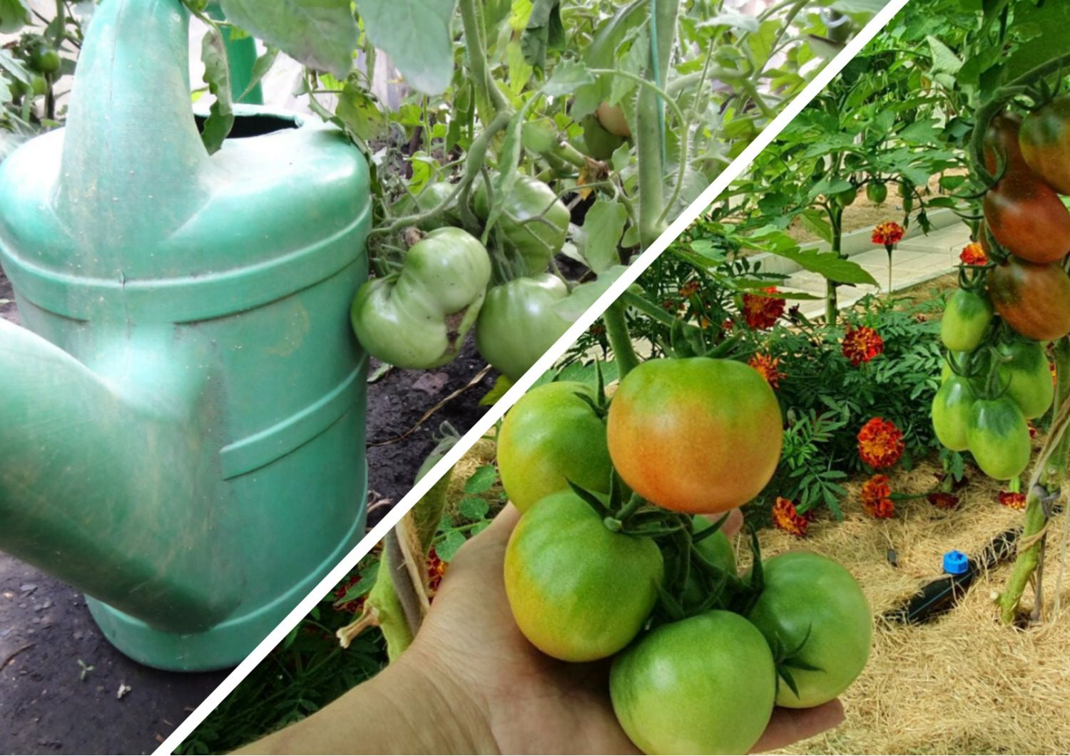 Як правильно поливати томати у серпні