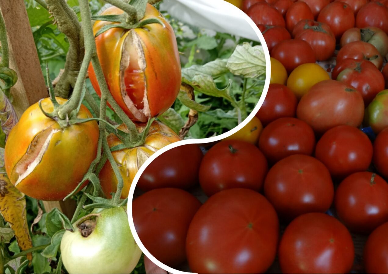 Чому розтріскуються помідори та як це виправити