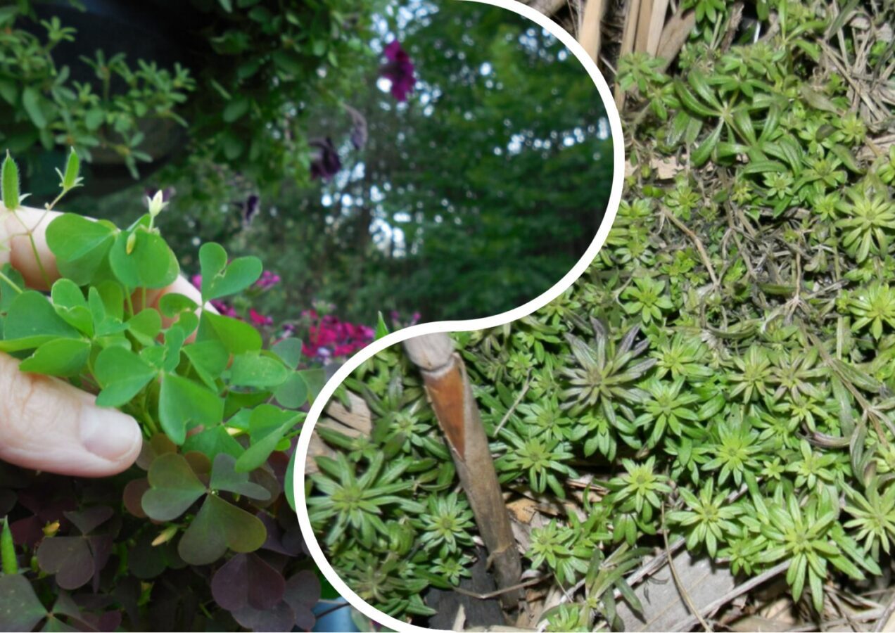 Як позбутись від бур'янів на ділянці без хімії