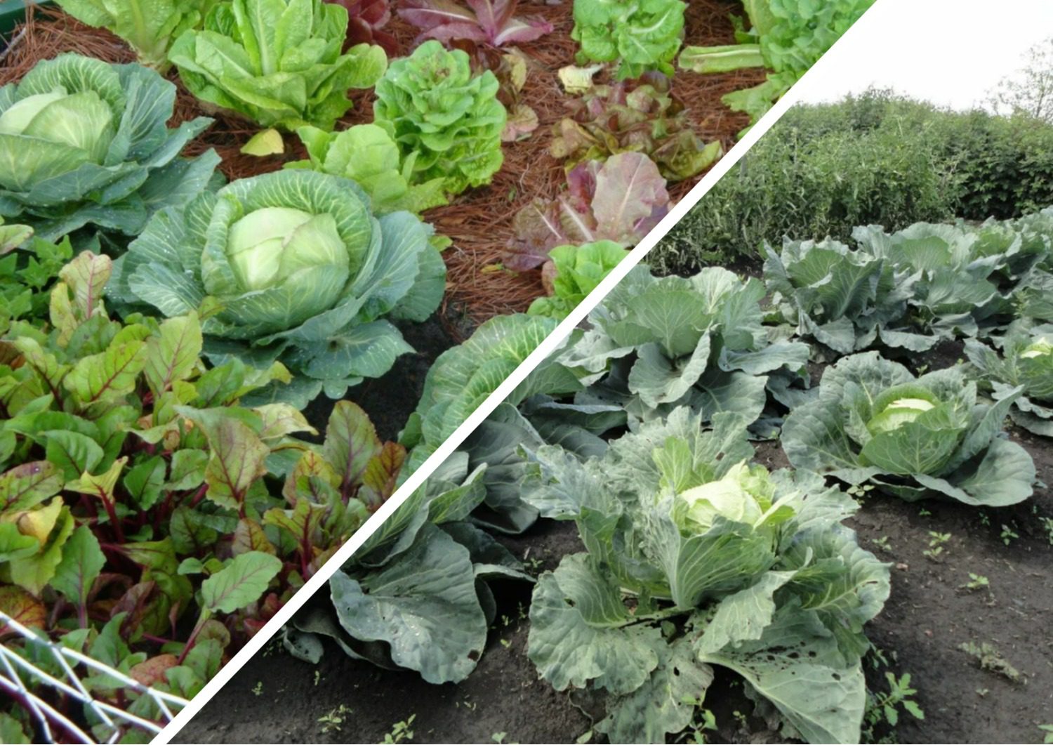 Як покращити врожайність капусти звичайним добривом