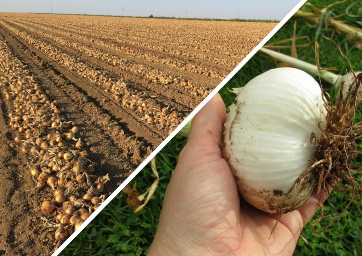 Як підготувати цибулю до зберігання