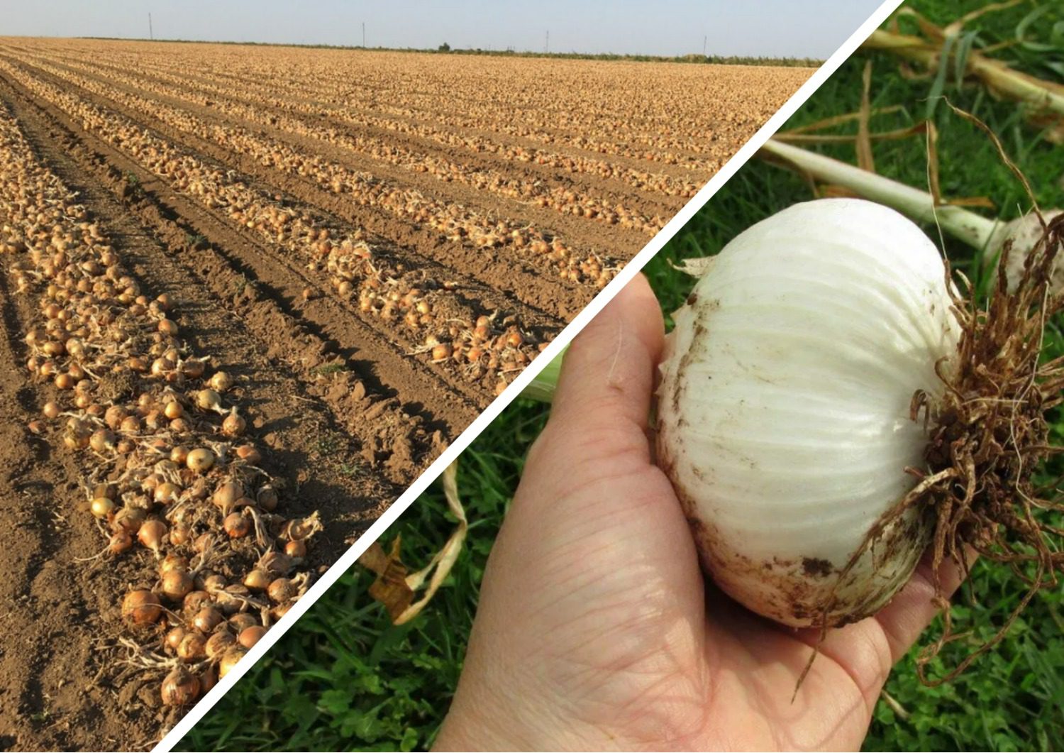 Як підготувати цибулю до зберігання