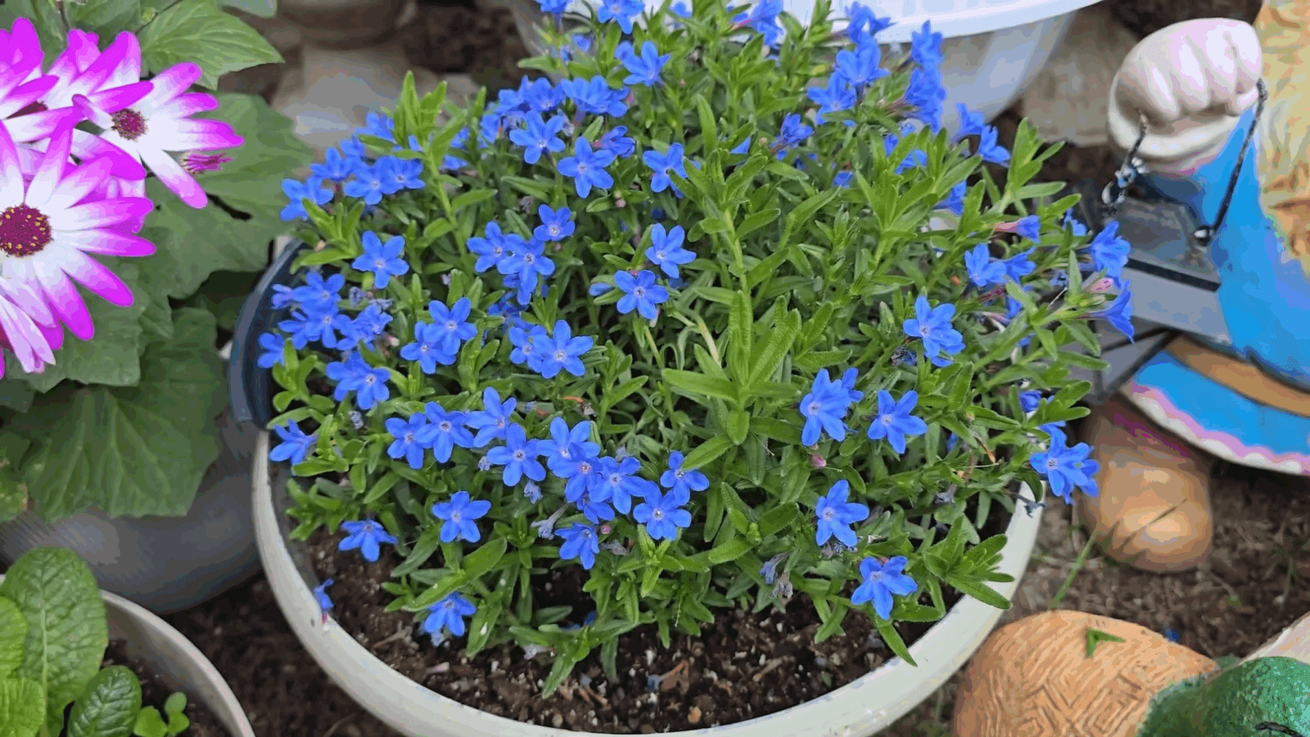 Експерти розповіли про догляд за літодорою в саду