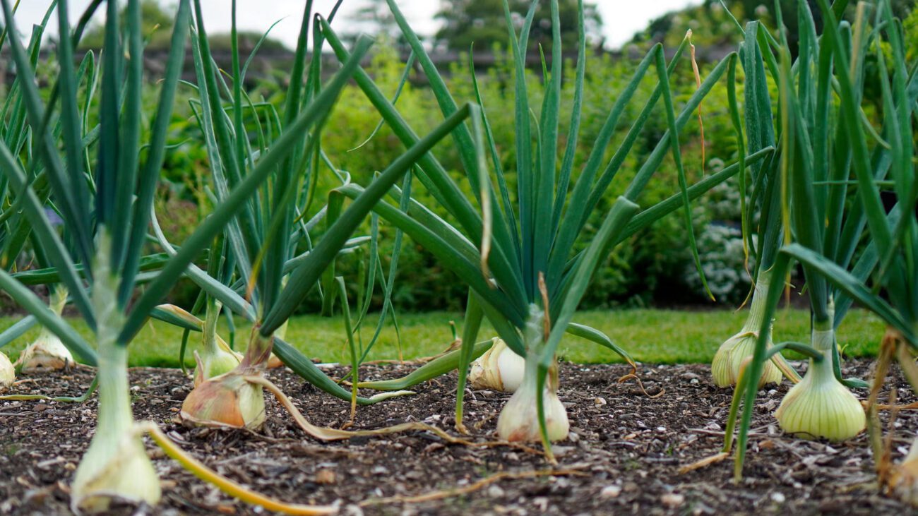 Експерти розповіли, які культури можна посадити у вересні на городі