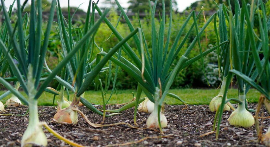 Минулого літа втратила майже весь урожай цибулі – а цього року 2 простих обробки врятували 90% грядок 