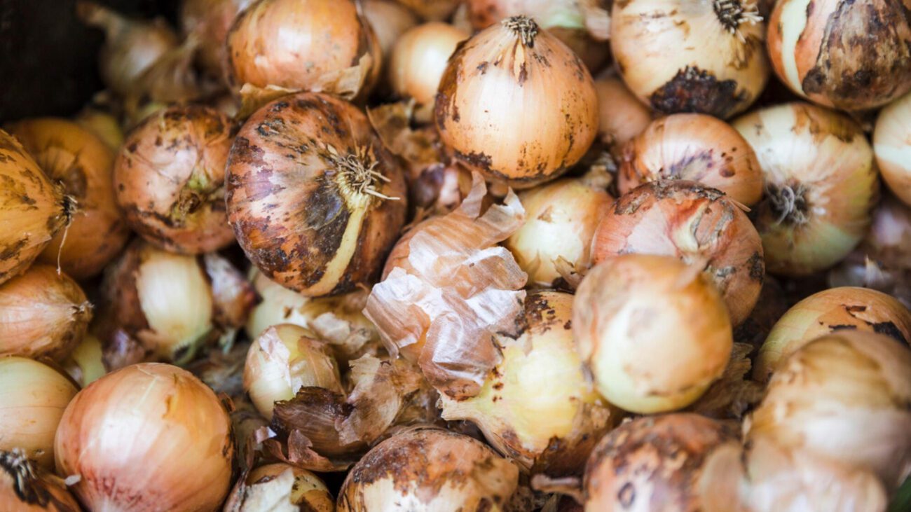 Городники розповіли, в які дні можна висаджувати озиму цибулю 