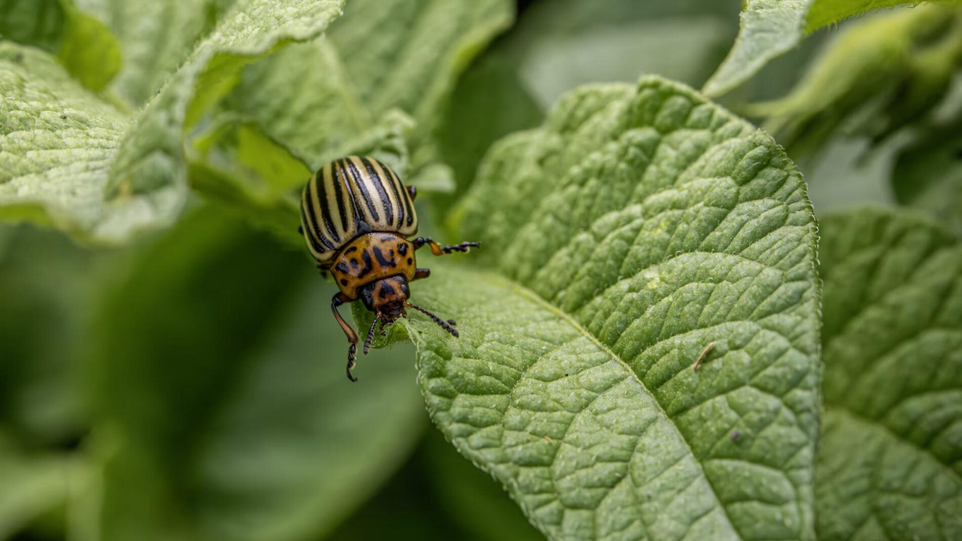 Агрономи пояснили, чим обробити картоплю від колорадського жука перед посадкою
