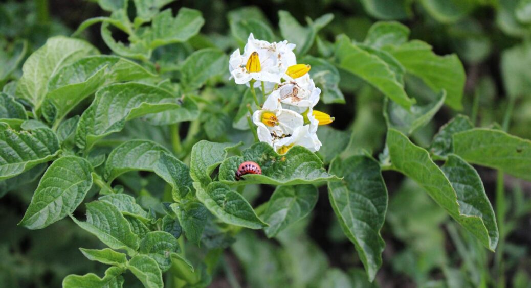 Картоплю від “колорада” рятую одним простим способом: про нього розповів дідусь-городник ще у 1977 році 