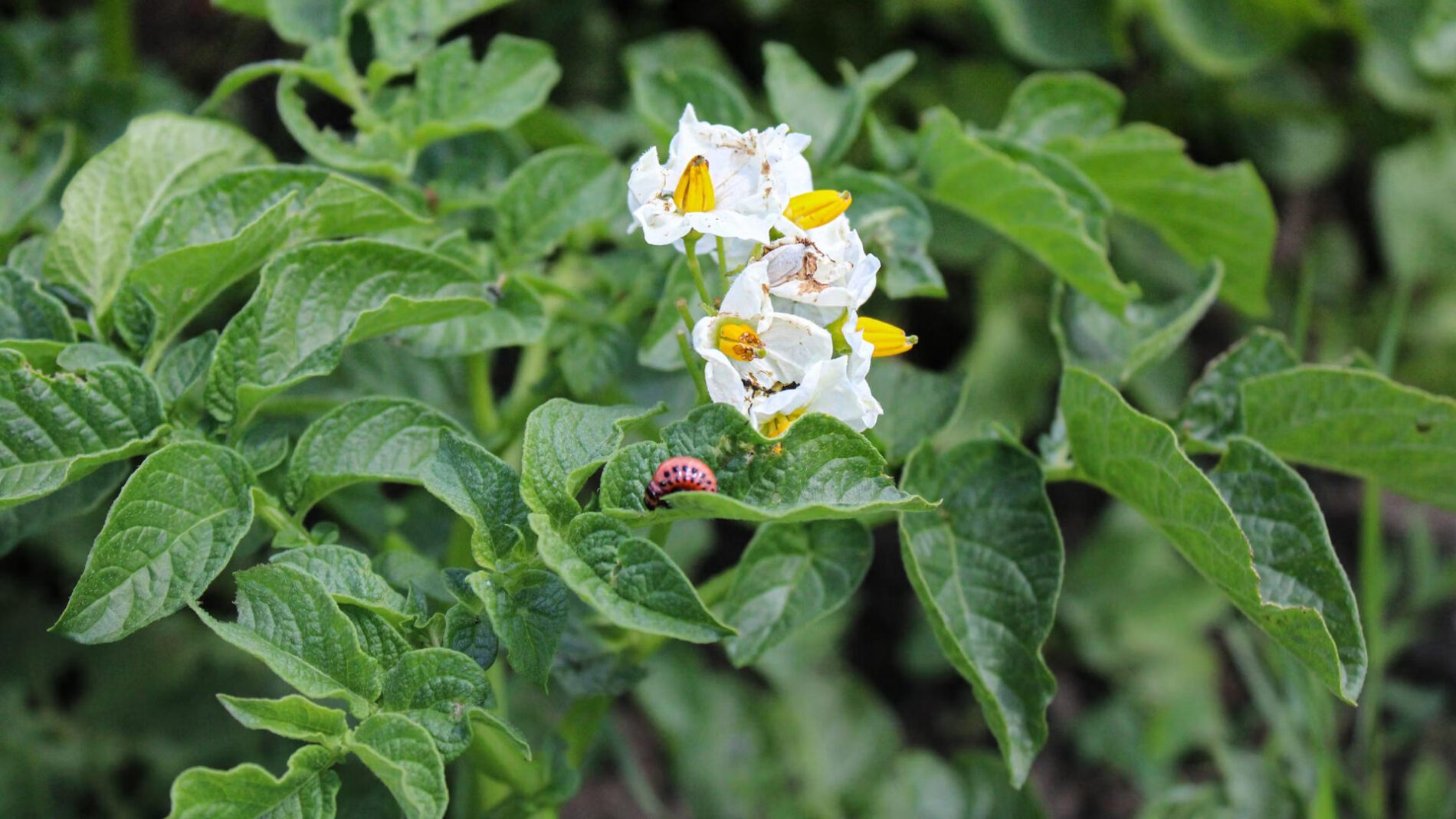 Агрономи пояснили, чим обробити картоплю від колорадського жука перед посадкою