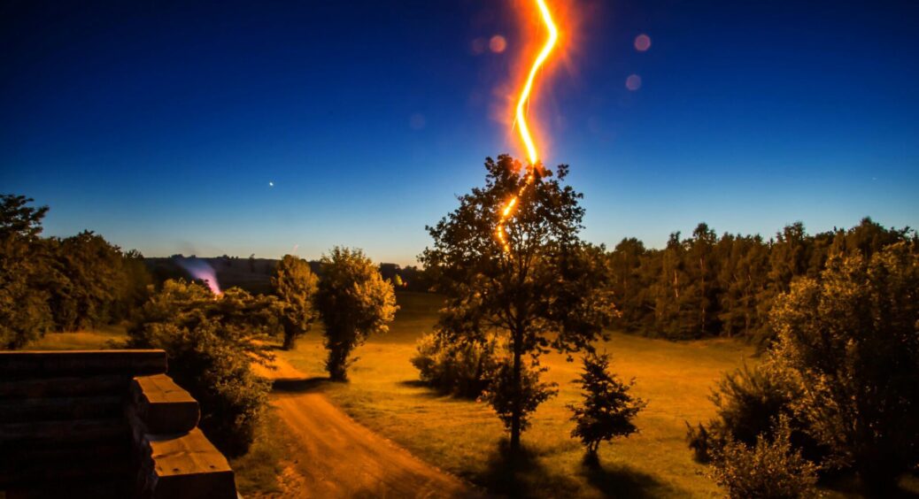 Сусіди не послухали і посадили ці 3 дерева на ділянці біля будинку: як гроза – в них постійно б’є блискавка 