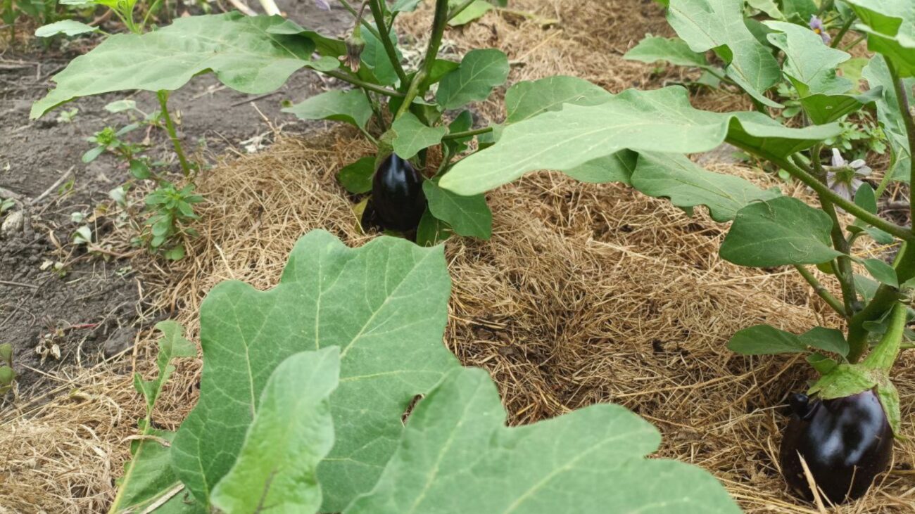 Городники розповіли, як однією дією покращити якість врожаю баклажанів