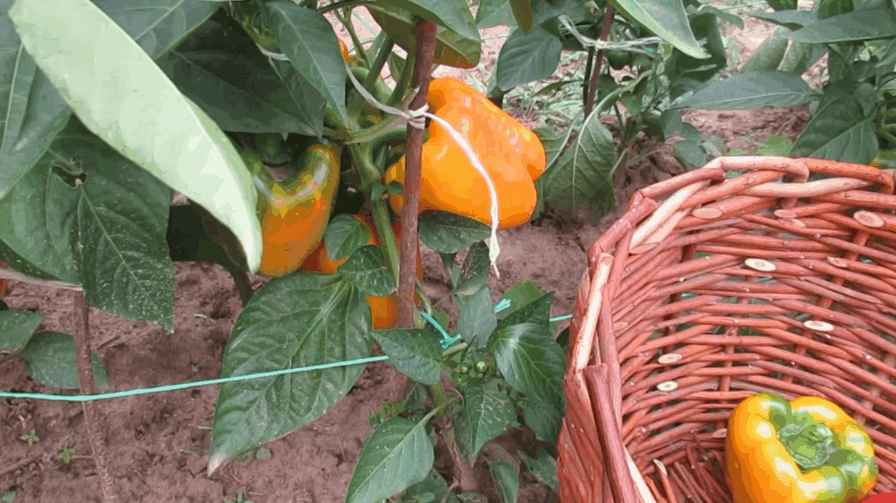 Городники розповіли, як продовжити плодоношення перців 