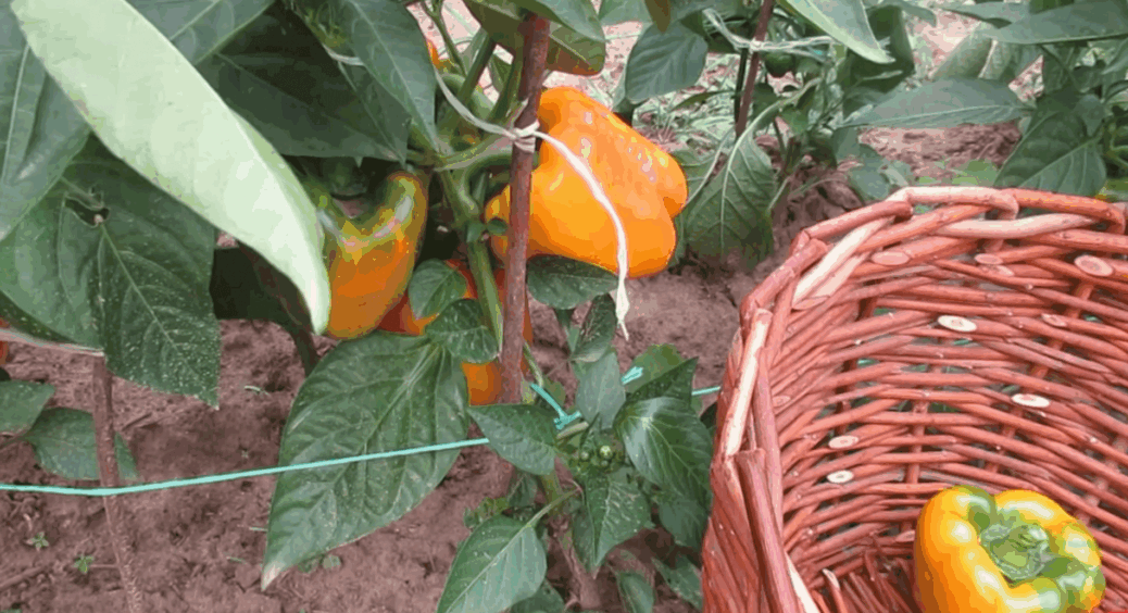 Що в теплиці, що у відкритому ґрунті, подовжую плодоношення перців у серпні так: 1 добриво, але 2 пропорції  