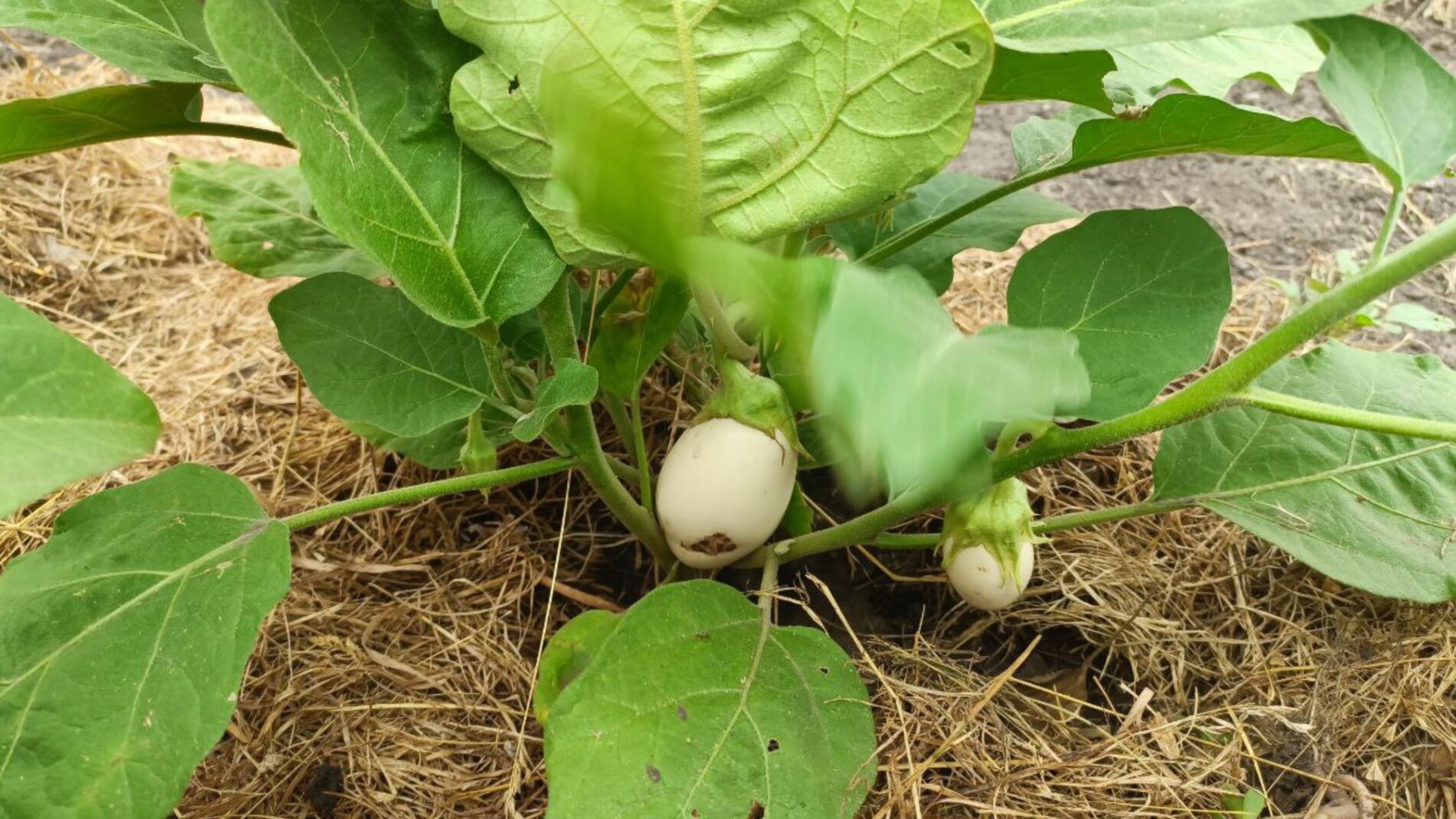 Городники розповіли, чим підживлювати баклажани, щоб плоди не викривлялися
