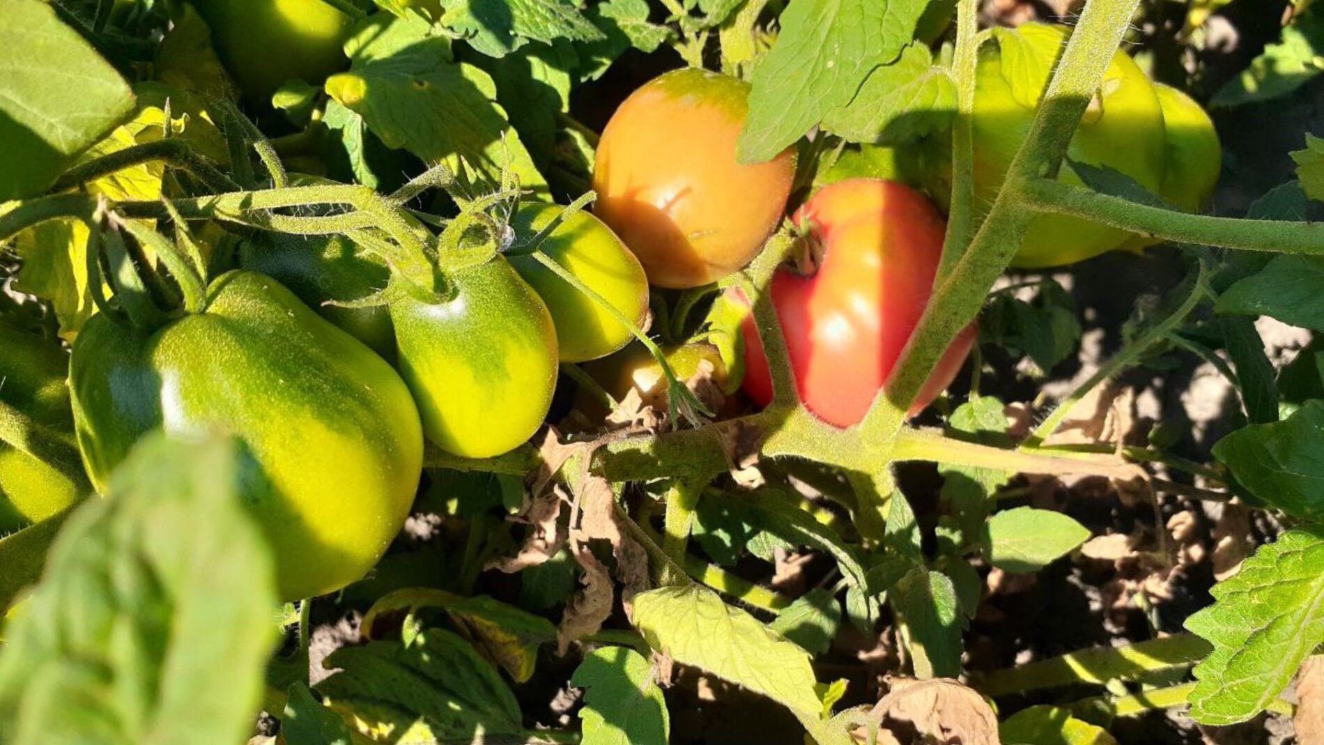 Городники показали, як правильно підживлювати помідори сироваткою