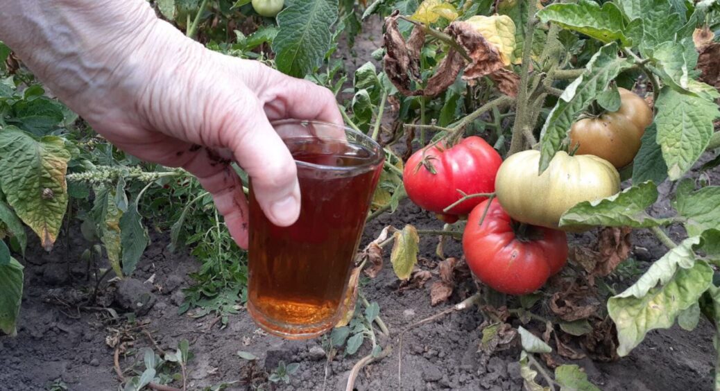 Сусідка дала пляшечку, сказала 100 мл на 10 л води: помідори так “гайнули” рости, тільки й встигай збирати 