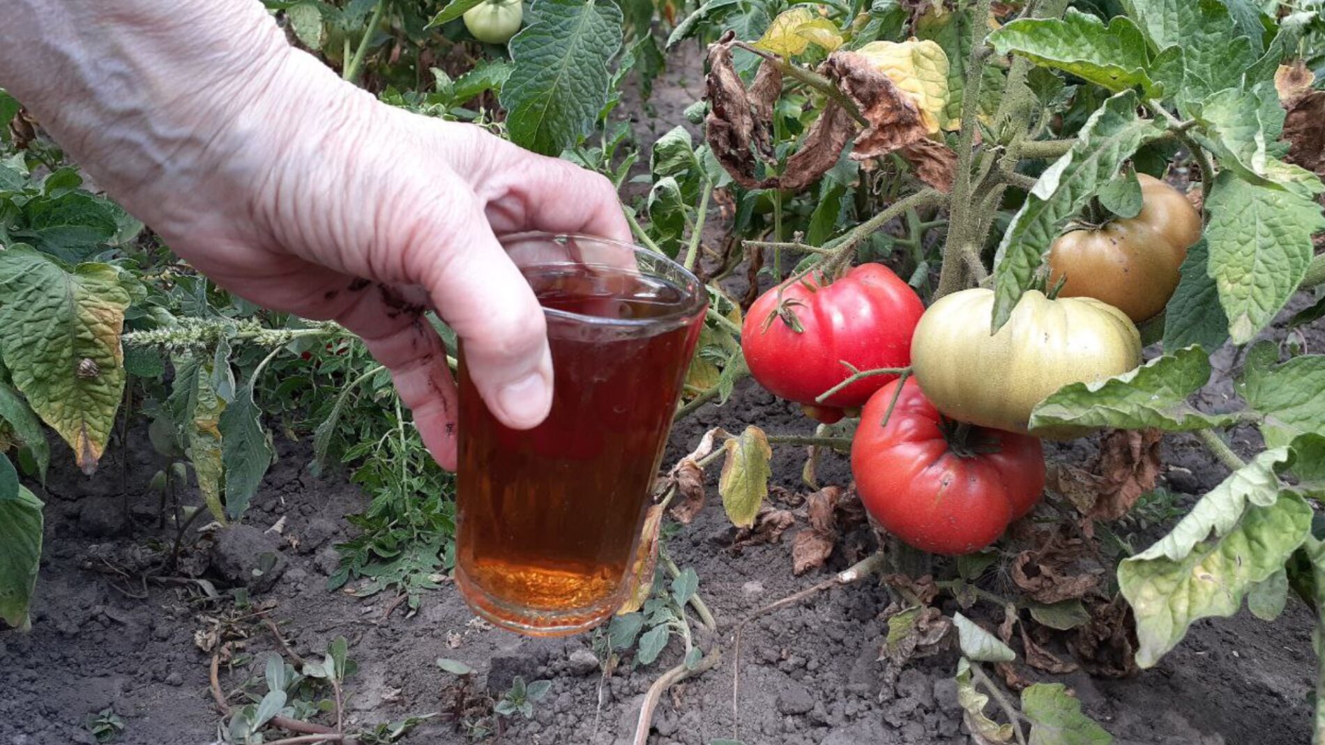 Городники розповіли, чим підживити помідори для збільшення врожайності 