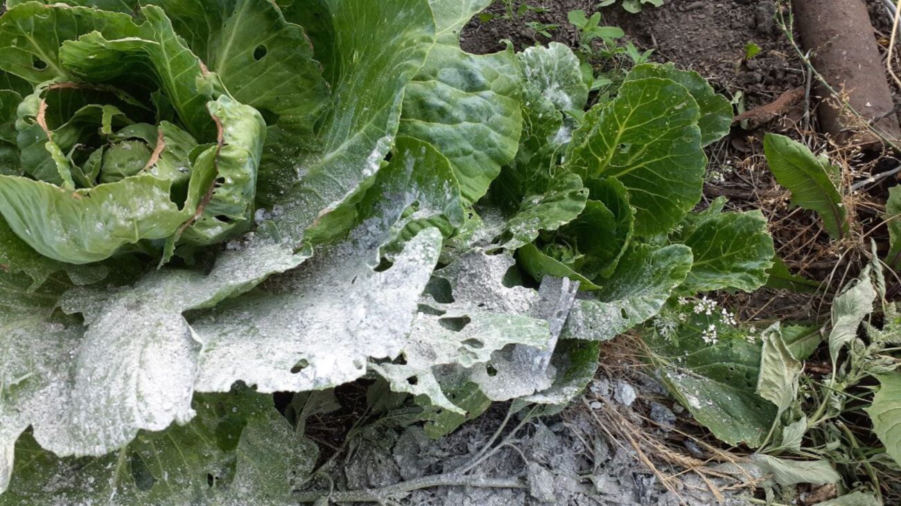 Городники розповіли, чим обробити грядку після збору капусти 