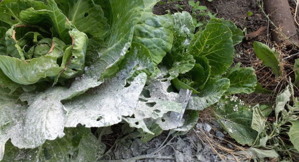 Обприскала капусту звичайною водою, а потім притрусила цим: забула про шкідників, і бонусом — підживила 