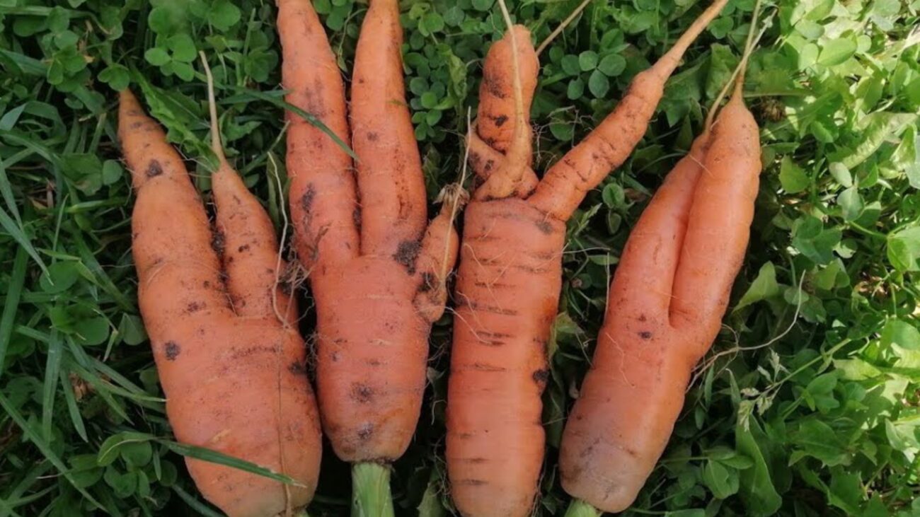 Городники розповіли, чим підживити моркву, щоб вона була крупна і солодка 