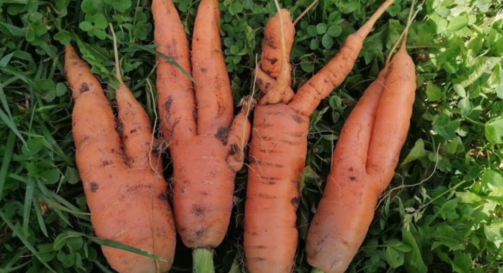Кум як показав свою моркву, я так сміялася, але допомогла: 1 простий полив у серпні “випрямить” плоди 