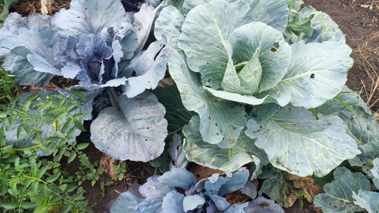 Городники розповіли, як і навіщо поливати капусту молоком 