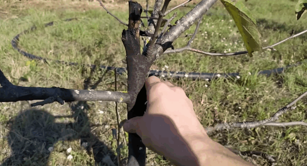 Сажистий грибок на яблуні — борюся не з наслідками, а з причиною: 1 розчин в оприскувач і маю здорове дерево 