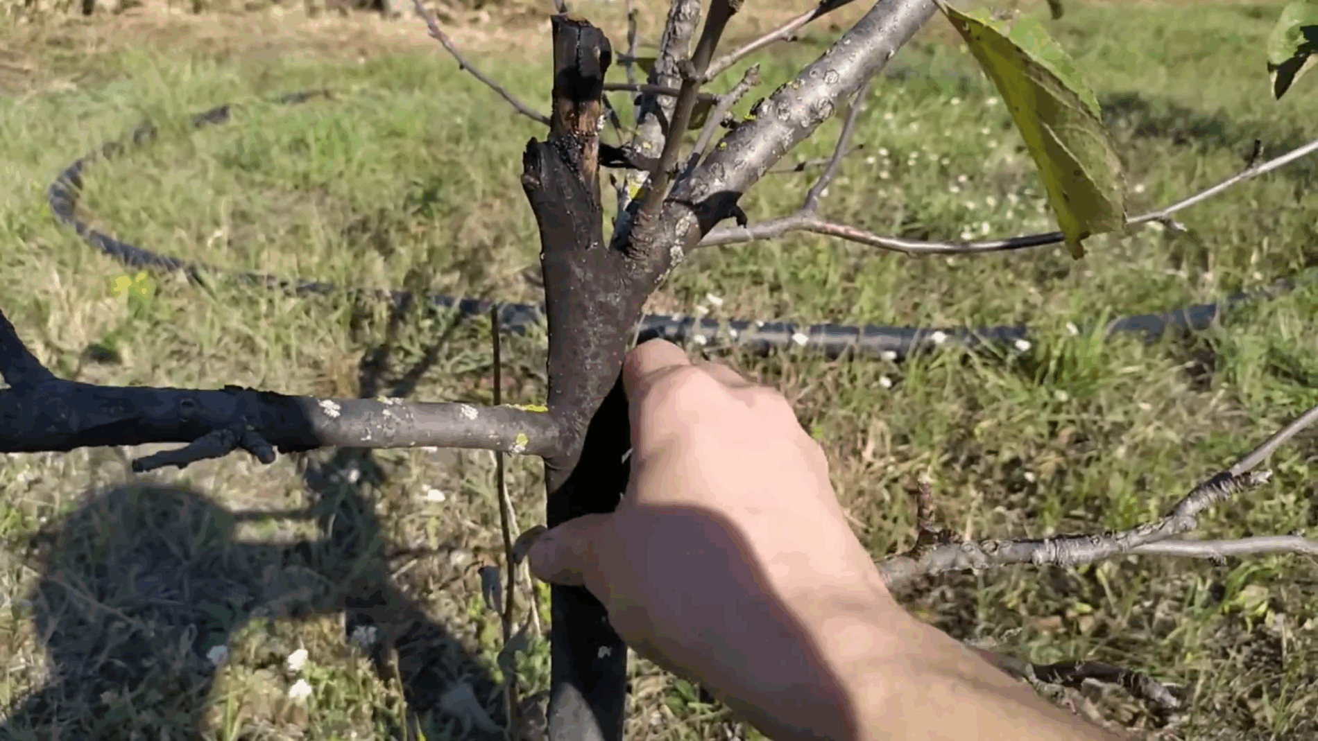 Садівники розповіли, як захистити молоді яблуні від сажистого грибка 