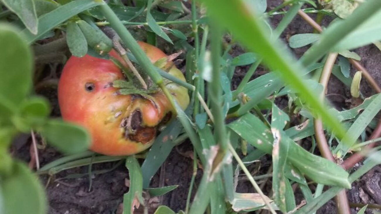 Городники розповіли, чим обробити томати від фітофторозу 