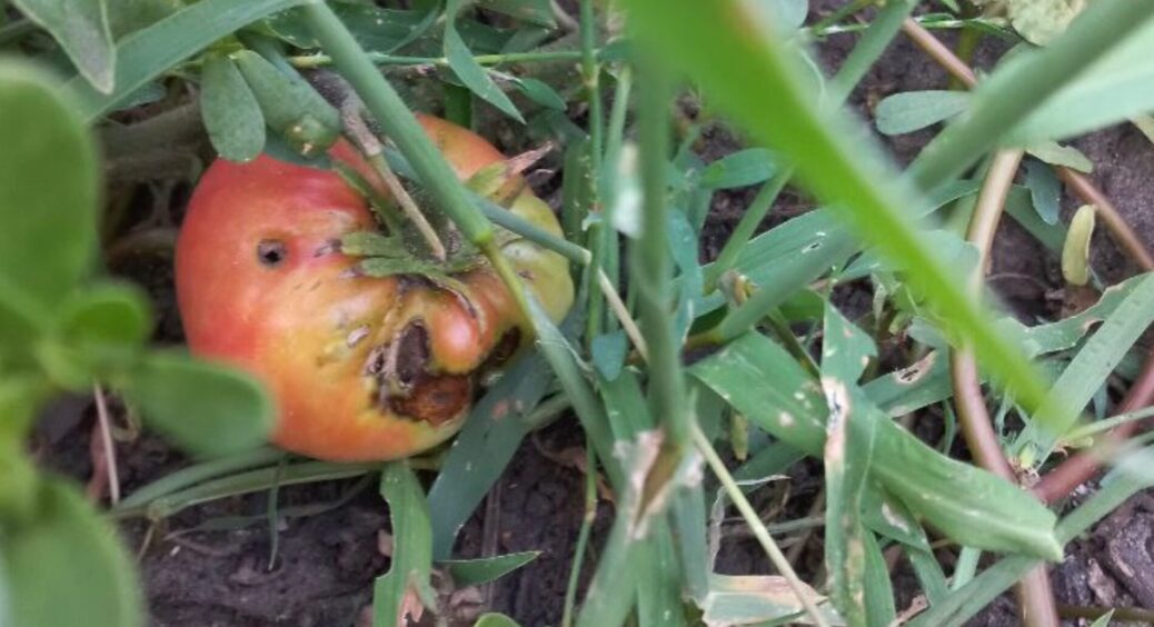 На раз — колочу розчин, на два — обприскую, на три — забуваю про фітофтору: томатам у 2025 це обовʼязково 