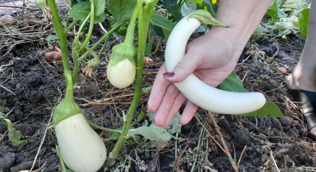 Сусід сміявся з моїх баклажанів, бо дозріли не тільки тонкі, ще й криві: проаналізувала помилки, і виявила 3 