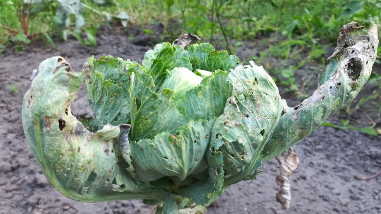 Експерти розповіли, чому восени капуста може ставати дірявою
