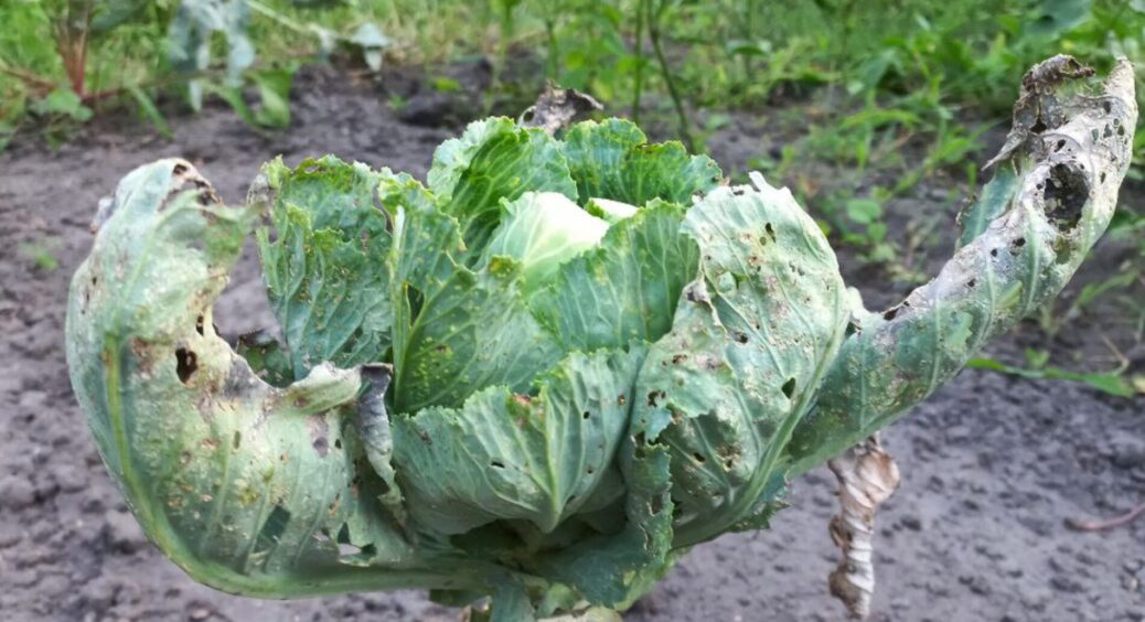 Капуста вся в дірках, як сито? Обприскую цим настоєм – слимаки зникають за 1 ніч назавжди 
