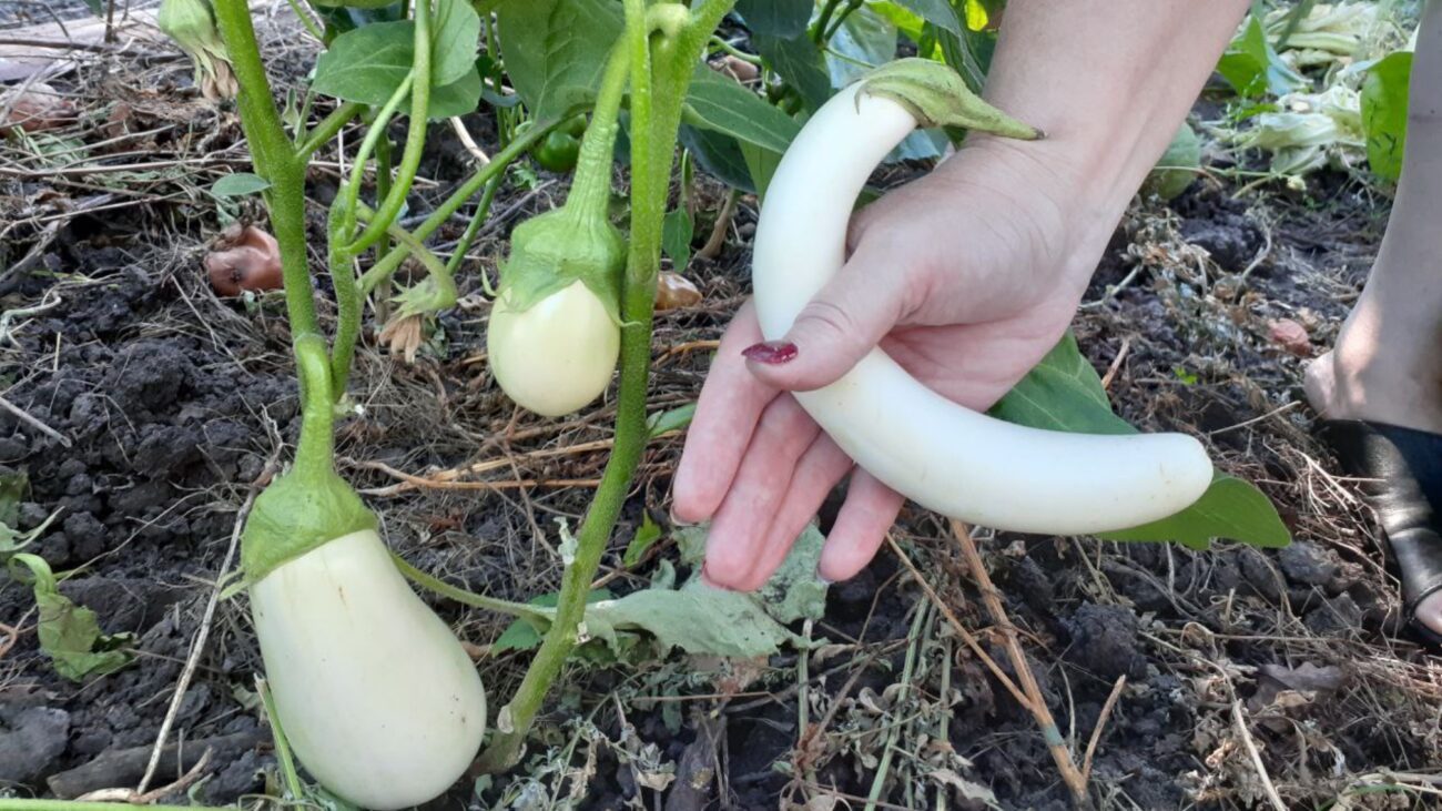 Городники розповіли, чим підживлювати баклажани, щоб плоди не викривлялися