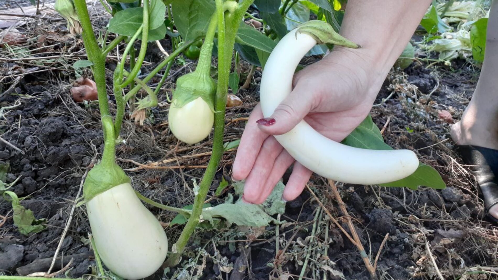 Городники розповіли, чим підживлювати баклажани, щоб плоди не викривлялися 