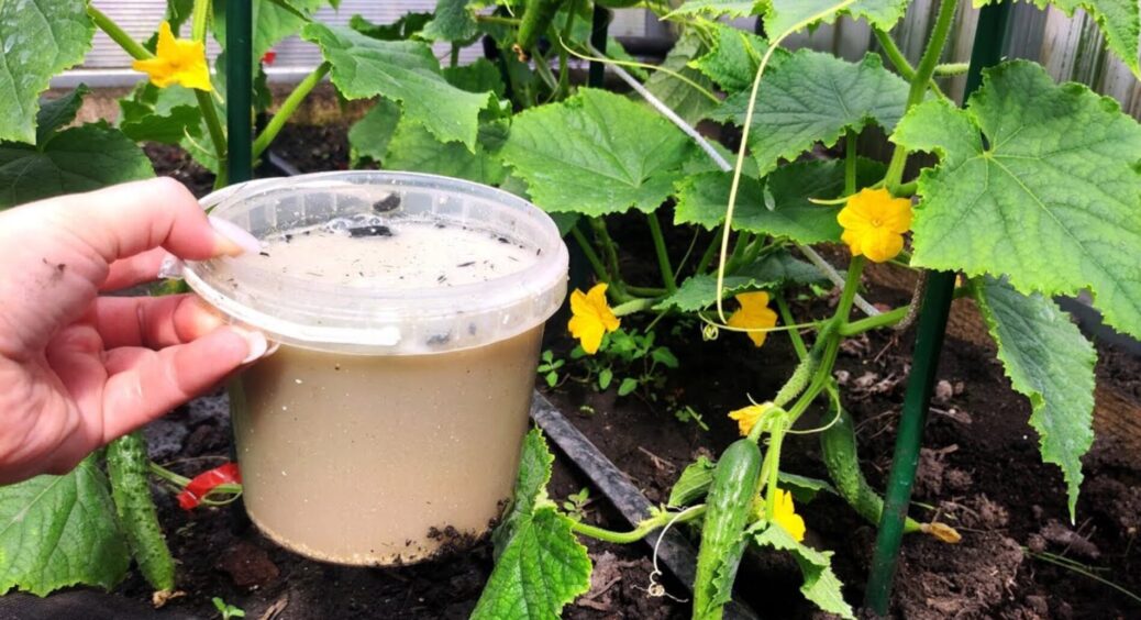 Моя огіркова грядка плодоносить безкінечно до самих морозів, бо даю це копійчане народне добриво: 10 з 10 