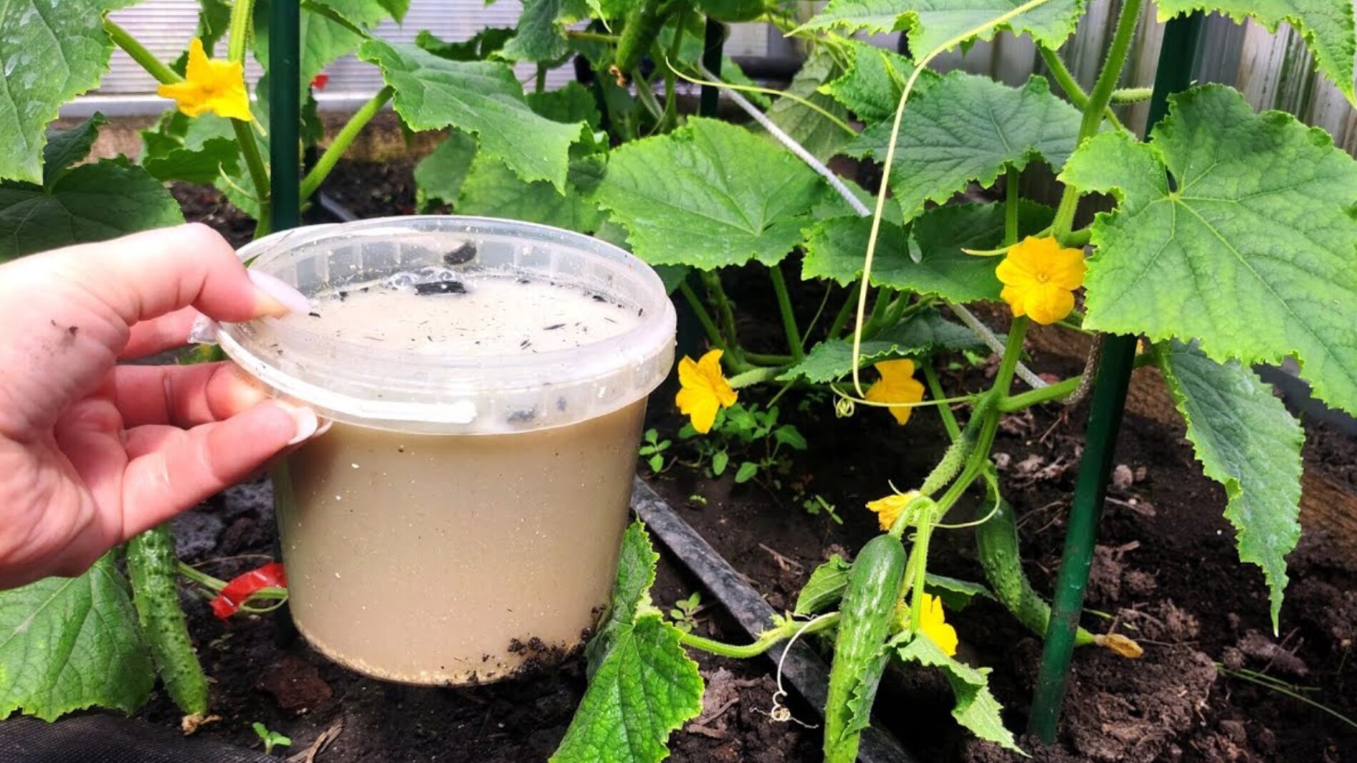 Городники розповіли, як приготувати ефективне універсальне добриво