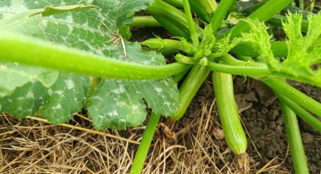 Даю 1 підживку кабачкам, щоб до похолодання відплодоносили “по-максимуму”: можна і по листу, і під корінь 
